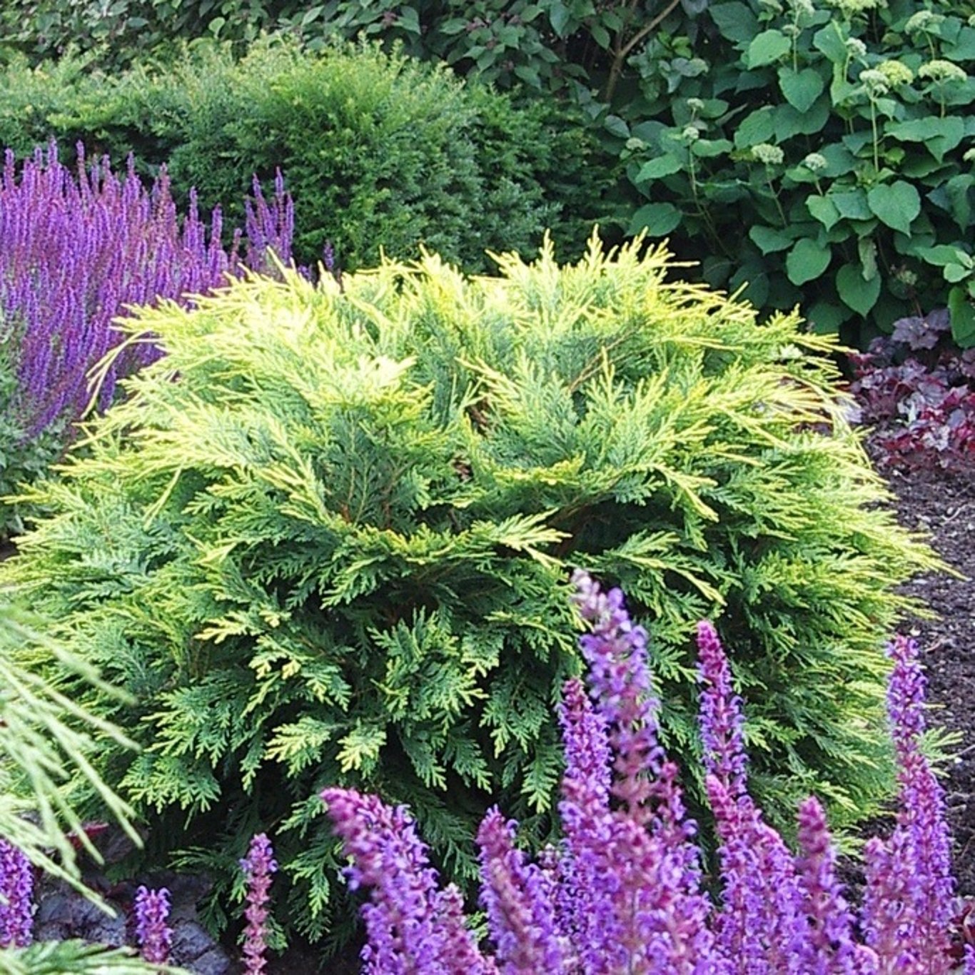 Chamaecyparis l. 'Sunkist' - C5 30-40 CM